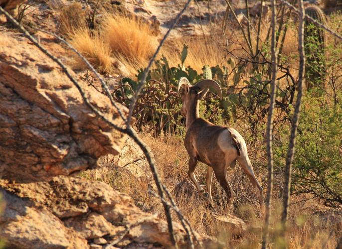 Bighorn sheep on Pontatoc Ridge Trail