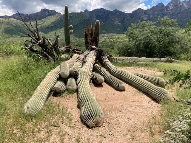 Fallen Catalina State Park Saguaro