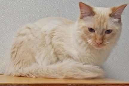 Adopt a friend: Yoda