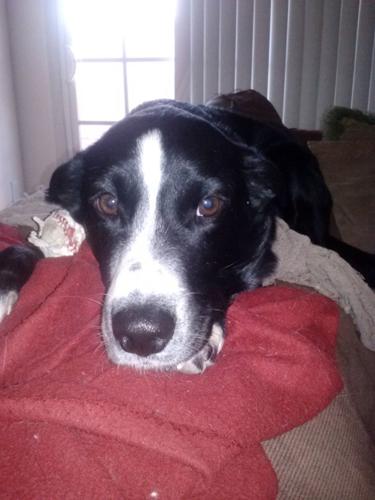 Happy National Dog Day!