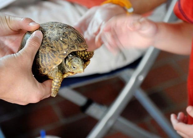 Game dept. wants help with turtles   