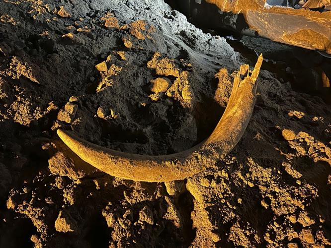 Mammoth Tusk Discovery