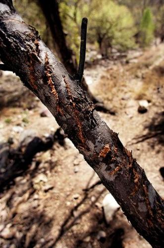 Did jaguar Macho B have to die?  