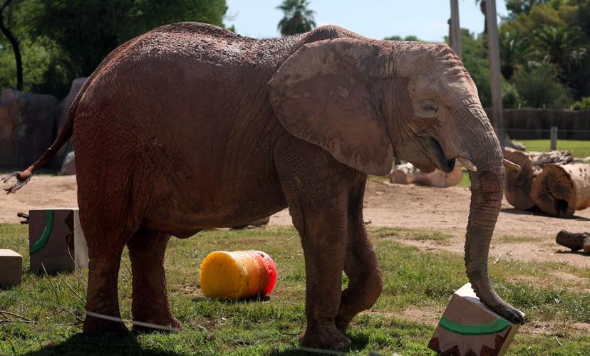 Tucson's 'baby' elephant, Nandi, celebrates a muddy 10th birthday