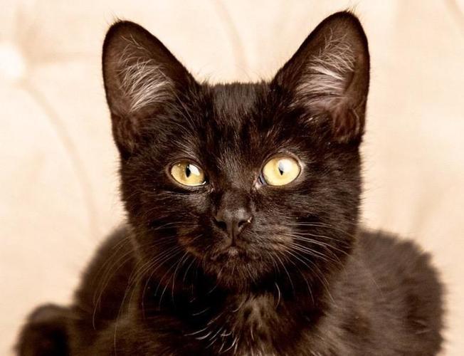 Adopt a friend: Lenox