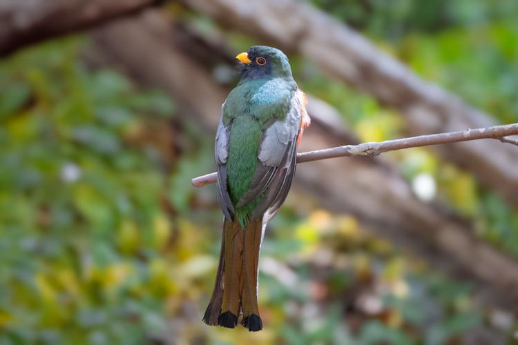 elegant-trogon