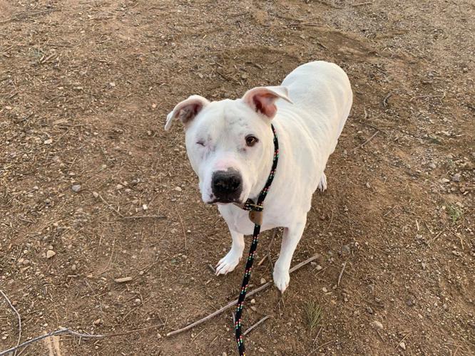 Adopt a friend: Icarus