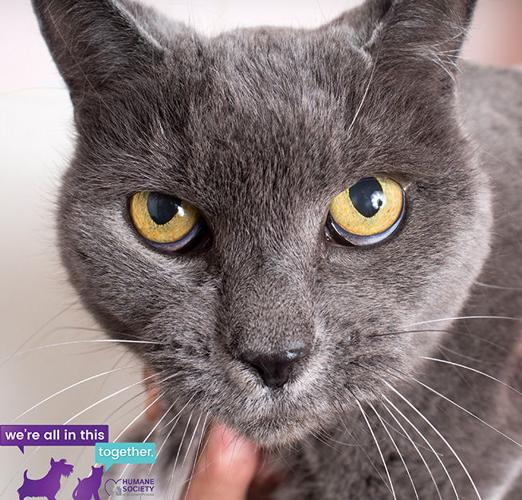 Gracie — Female domestic short hair mix