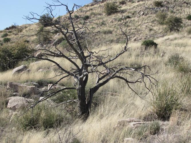 Dry vegetation in Catalinas