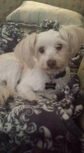 Happy National Dog Day!