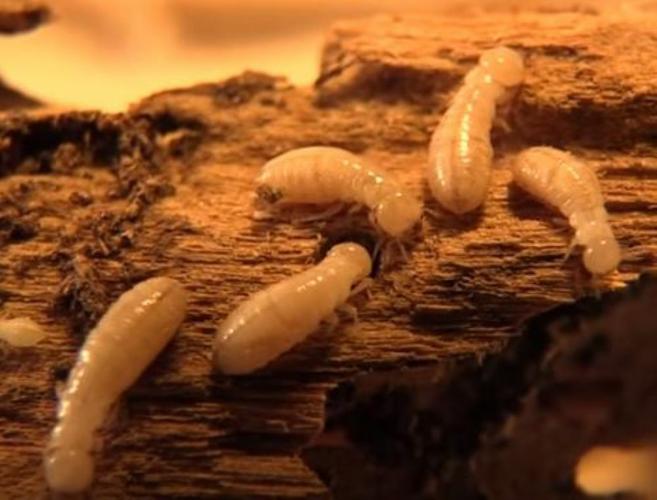Drywood-Termites-9.8.26-.JPG