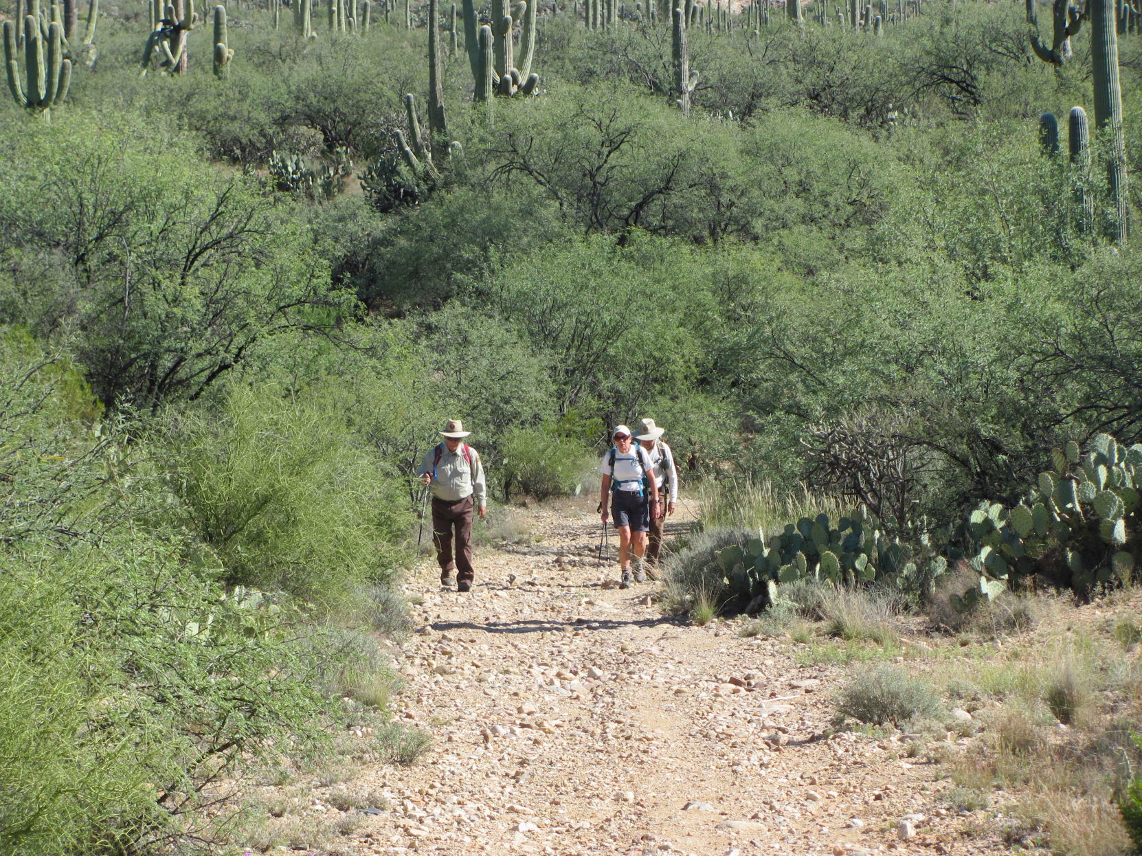 Repairs to Hope Camp Trail in Saguaro National Park set to start Aug. 5