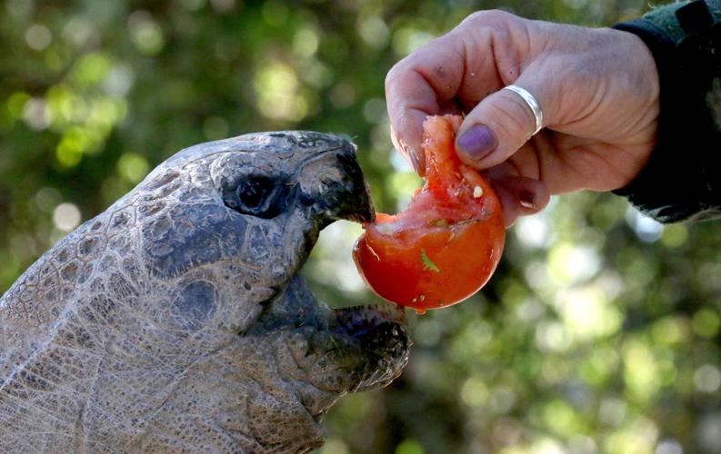 Next week: The Aldabra giant tortoise