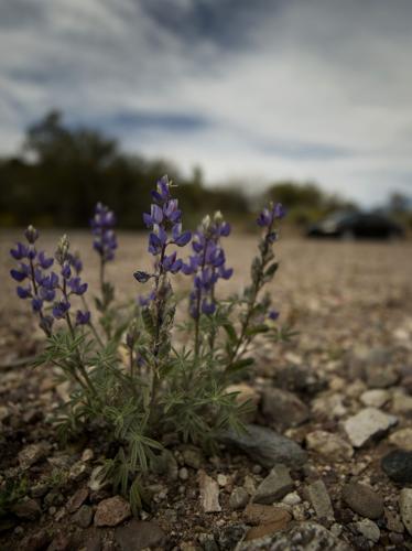 Lupines