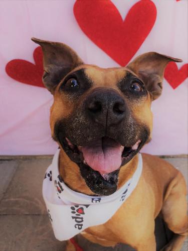 Adopt A Friend: Meema