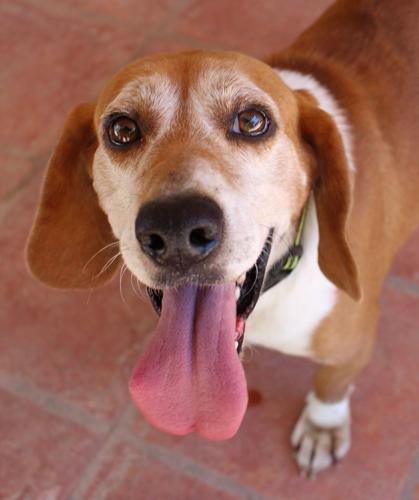 Adopt a friend: Lonesome