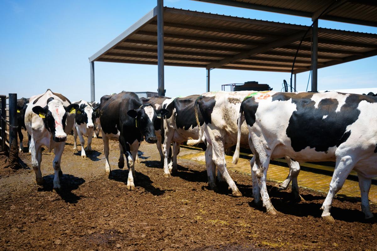 Dairy farmer earns place in US Olympics team - Farmers Weekly