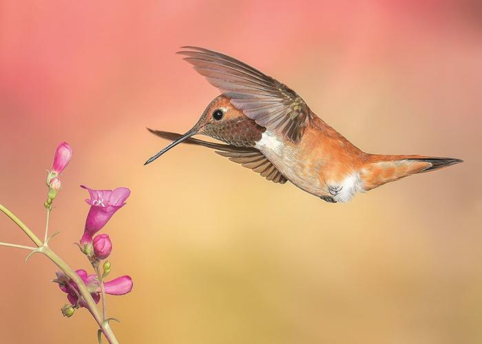 Rufous Hummingbird with Penstemon