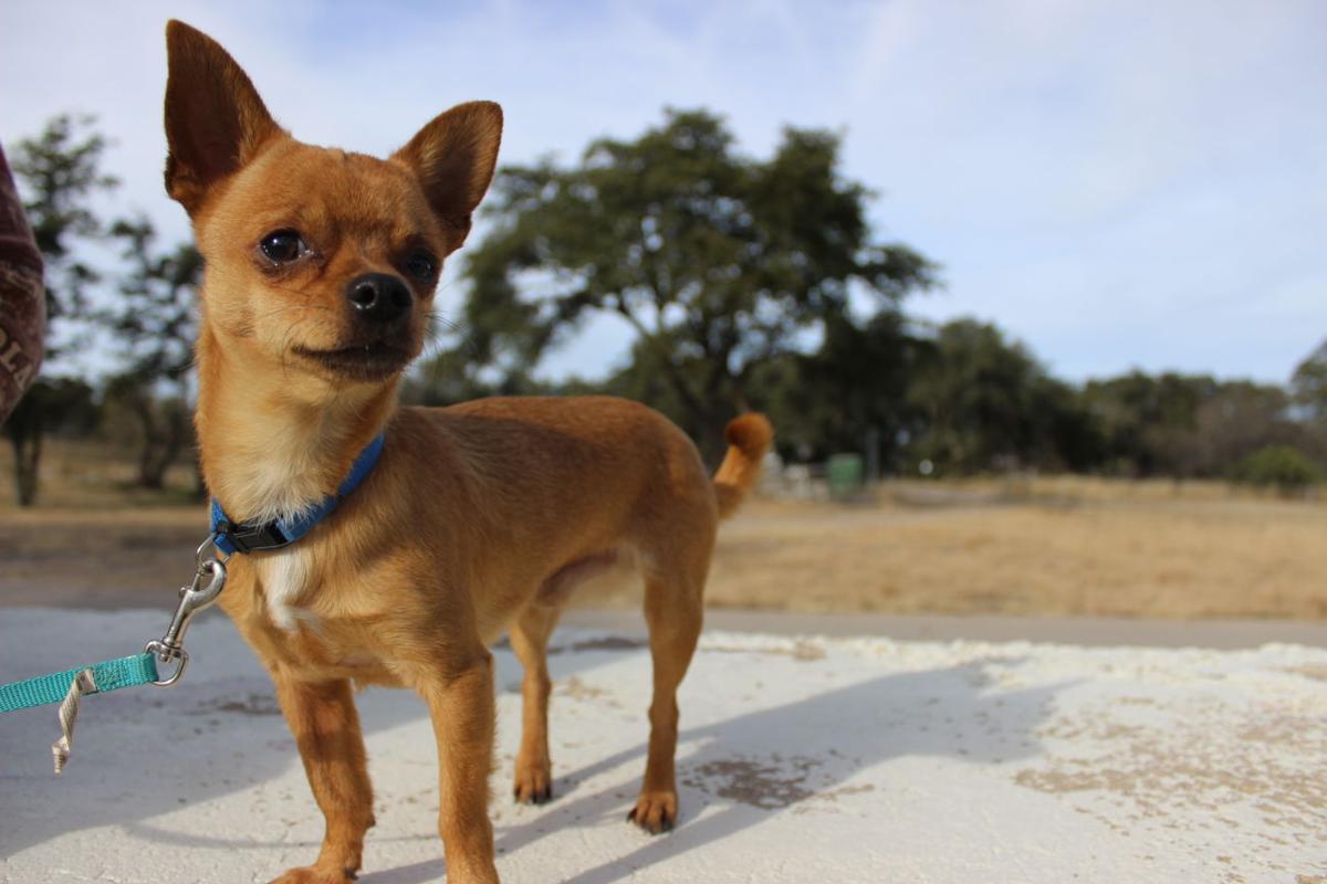 Discarded chihuahua now treasured