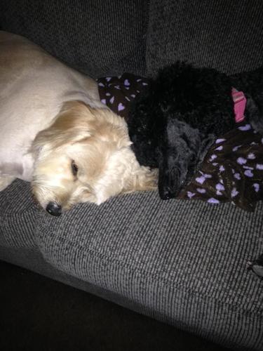 Happy National Dog Day!