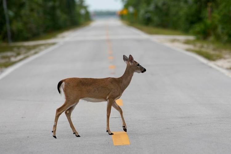 Climate Florida Key Deer