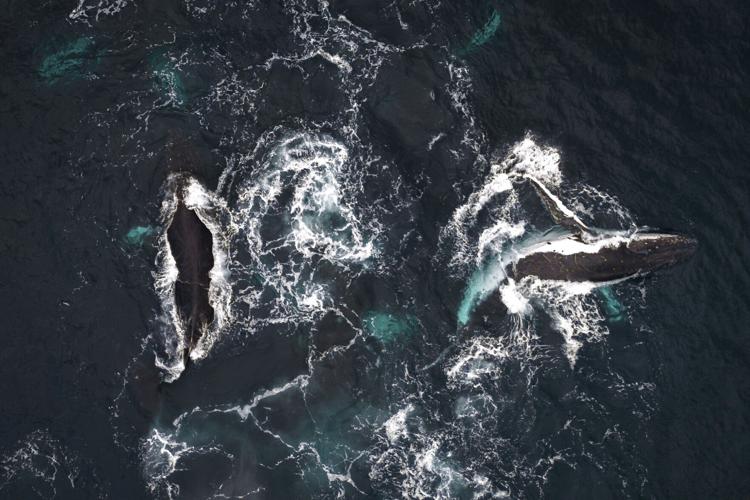 Colombia Whales
