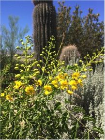 Garden Sage:  Mexican bird of paradise