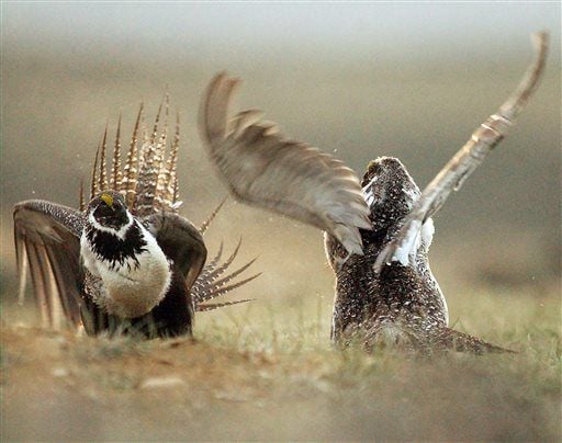 Wyoming sage grouse count up for 3rd year in a row