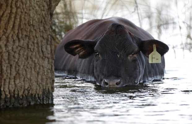 Did levees cause La. flooding?    