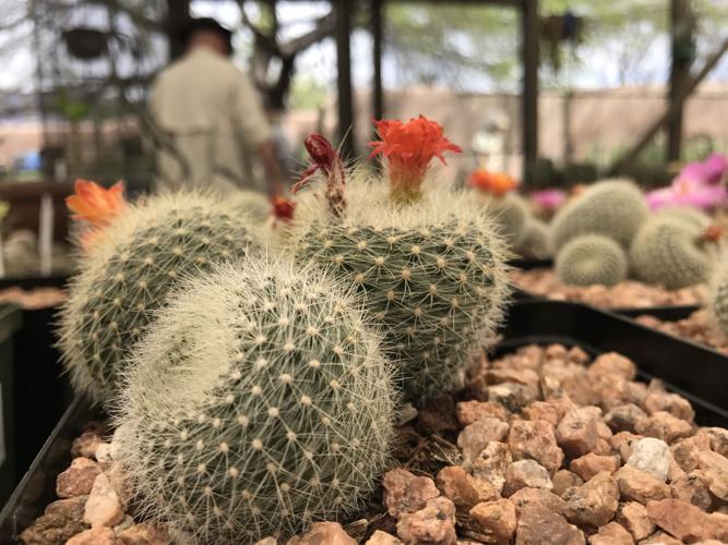 Tohono Chul Spring Plant Sale