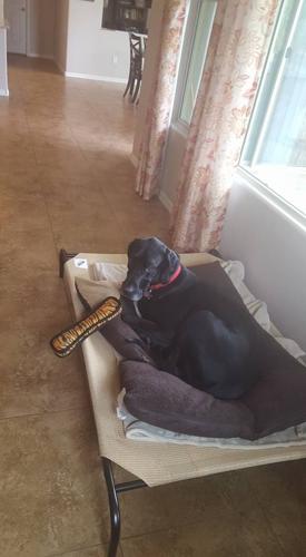 Happy National Dog Day!