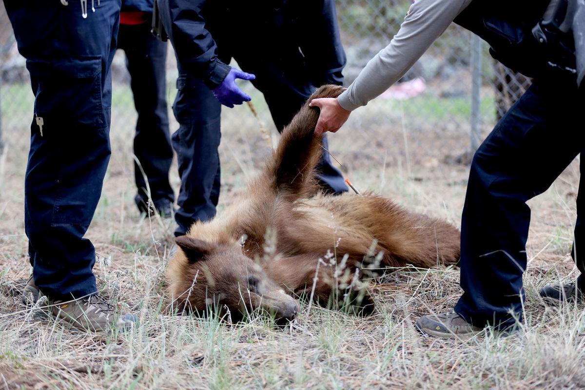 Discover the Largest Bear Ever Caught in Oregon - AZ Animals