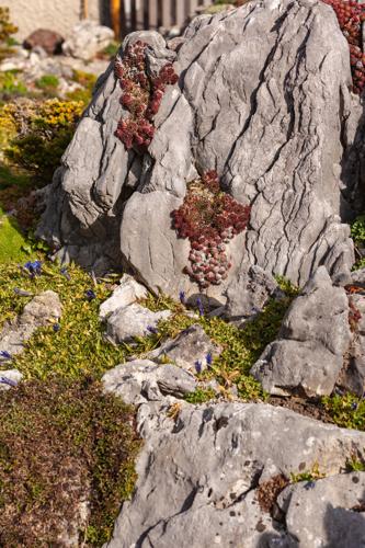 Vertical rock garden with succulents