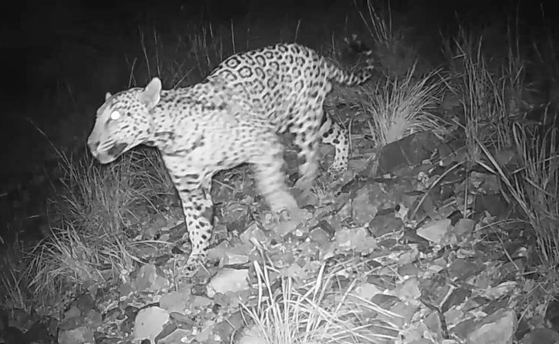 jaguar-wall