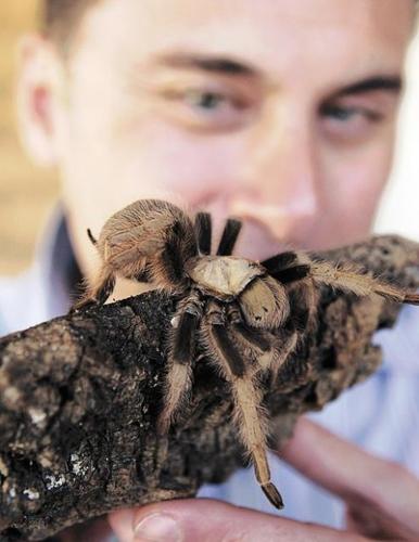 Cozy up to tarantulas, scorpions, assassin bugs at educational show  