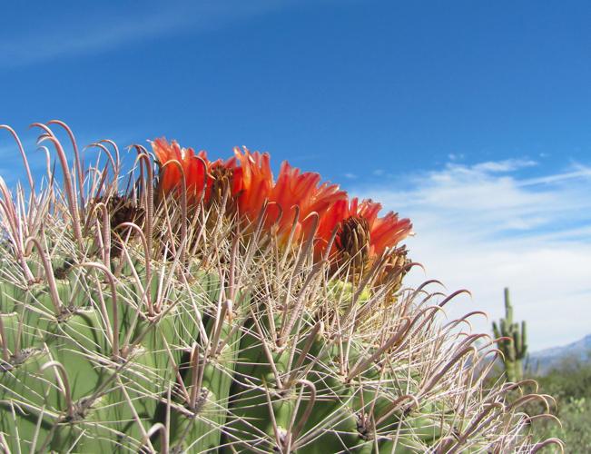 Red blooms near lake