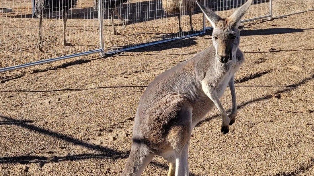 Kangaroo missing from Tucson-area petting zoo after storm - Vimarsana News