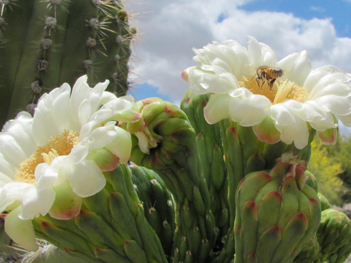 10 Saguaro Flower Facts That Will Make You Love The Desert Even