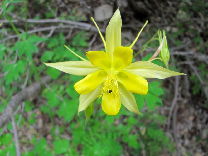Columbine in bloom
