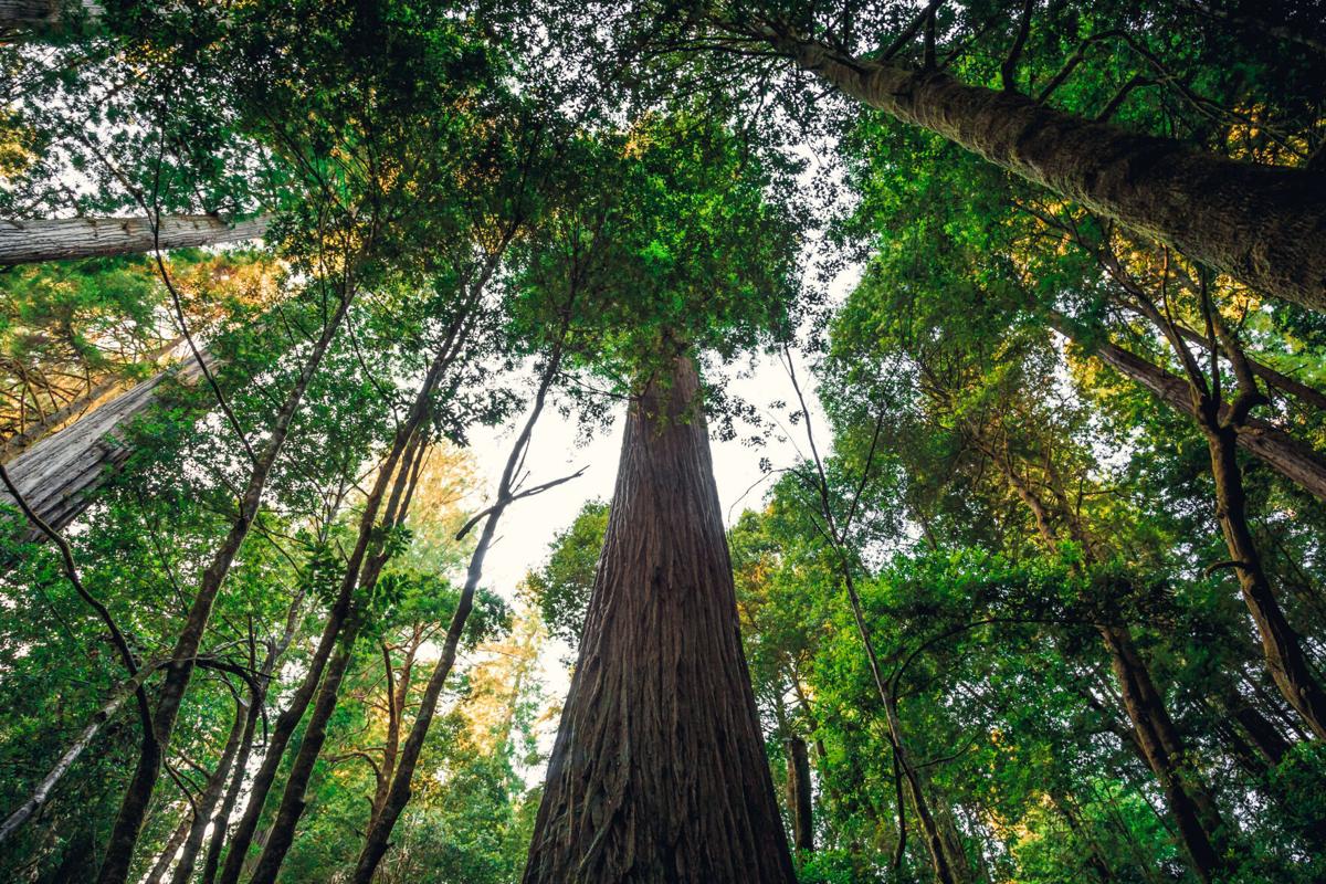 Visitors to the world's tallest tree face $5,000 fines