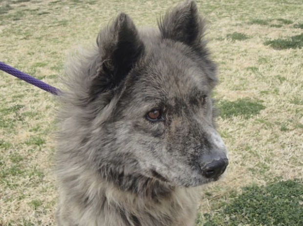 Pima Animal Care Center