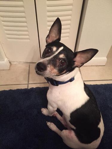 Happy National Dog Day!