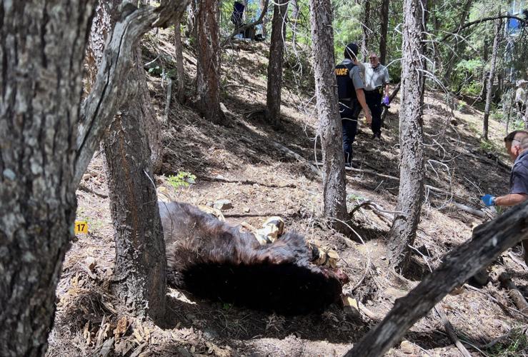 Tim Steller's column: Bear attack was one good Tucson man's very bad luck