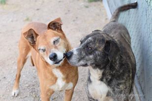 Second acts for senior pets