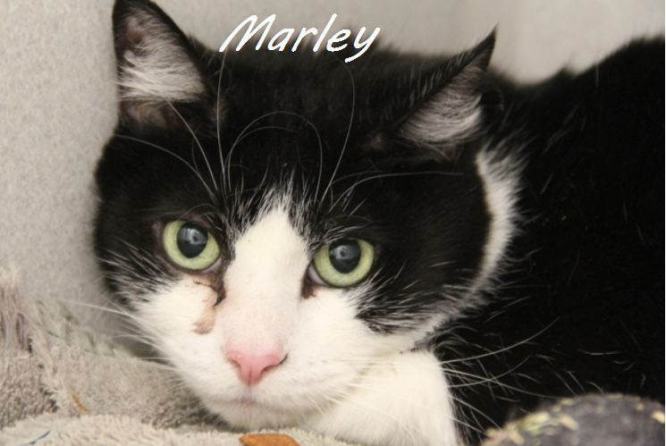 Adopt a friend: Marley