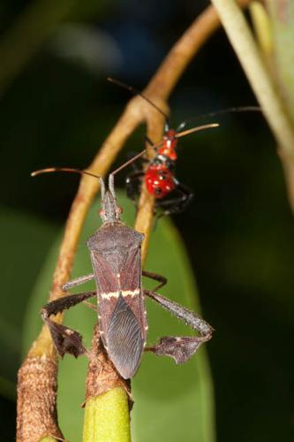 Insects leave rotten peaches