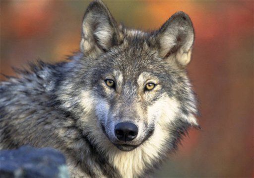 Northern Rockies gray wolf numbers top 1,900 animals