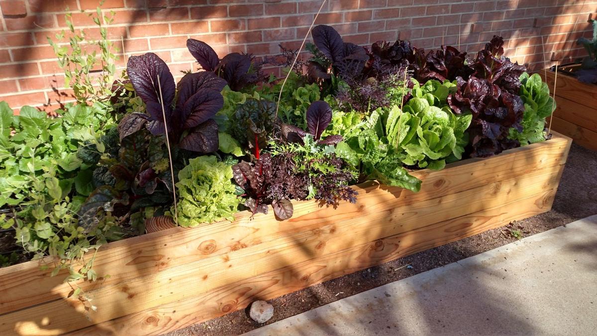 Putting Color Into Your Winter Garden And Onto Your Plate Home