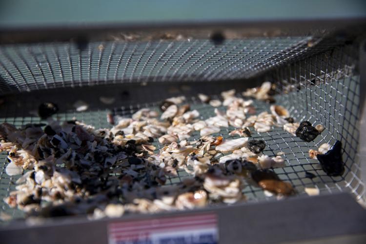 A sifter shows small seashells and other artifacts of the sea while shark tooth hunting near Venice Fishing Pier, on Jan. 15, 2020.