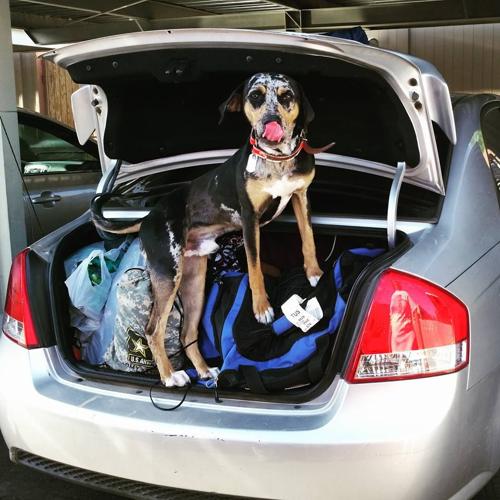 Happy National Dog Day!